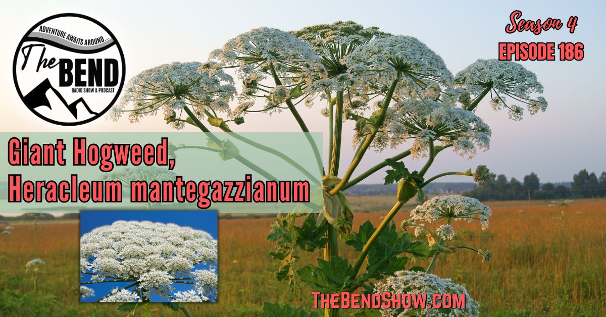 Giant Hogweed The BEND SHOW S4 E187 Heracleum mantegazzianum. Rebecca Wanner BEC