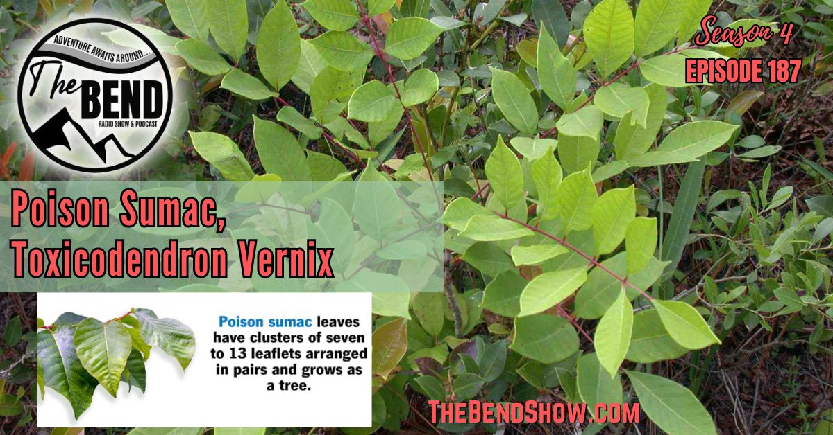 Poison Sumac The BEND SHOW S4 E187 Toxicodendron vernix. Rebecca Wanner BEC