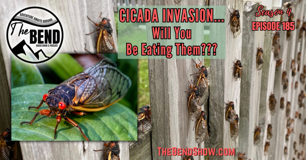 Add Crunchy Cicadas To Your Diet: Insect Invasion Becomes A Food Delicacy
