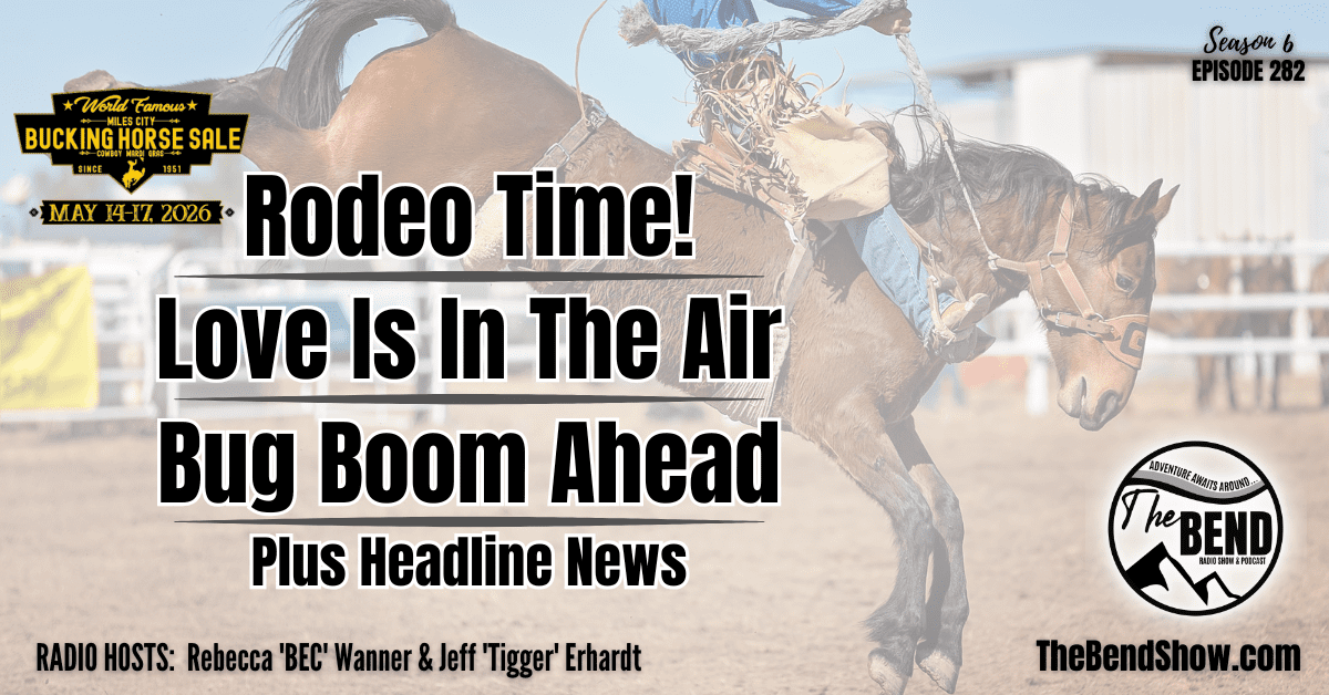 Rodeo – Miles City Bucking Horse Sale in Montana, Skunk Season & 2026 Bug Boom: What to Know